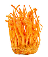 Cordyceps Powder