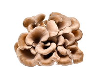 Maitake Mushroom Powder