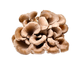 Maitake Mushroom Powder