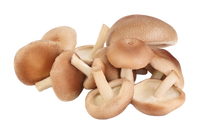 Shiitake Mushroom Powder